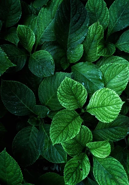 Green Leaves Autumn — Stock Photo, Image