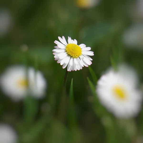 Romantico Fiore Margherita — Foto Stock