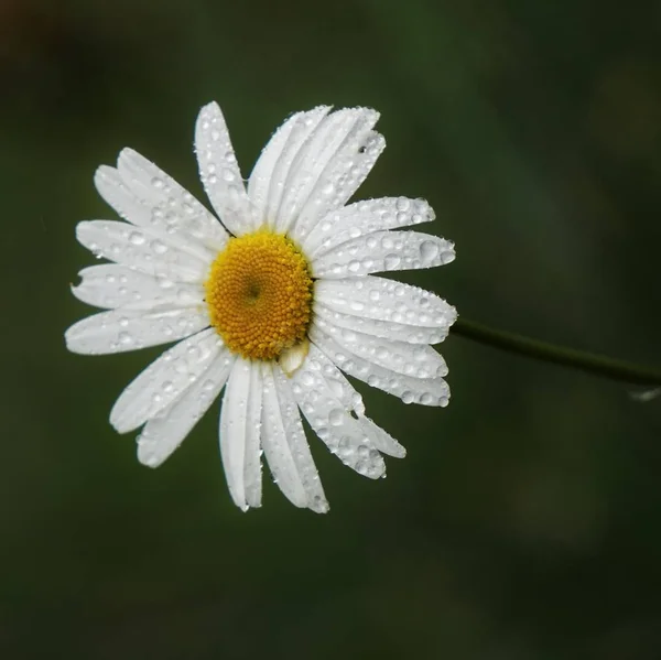 Romantic Daisy Flower — Stock Photo, Image