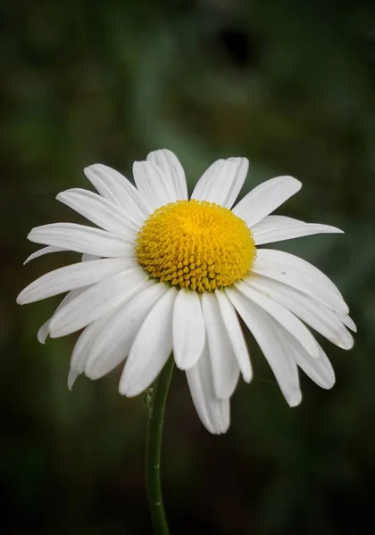 Das Romantische Gänseblümchen — Stockfoto