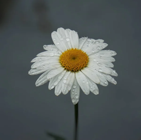 浪漫的雏菊花 — 图库照片