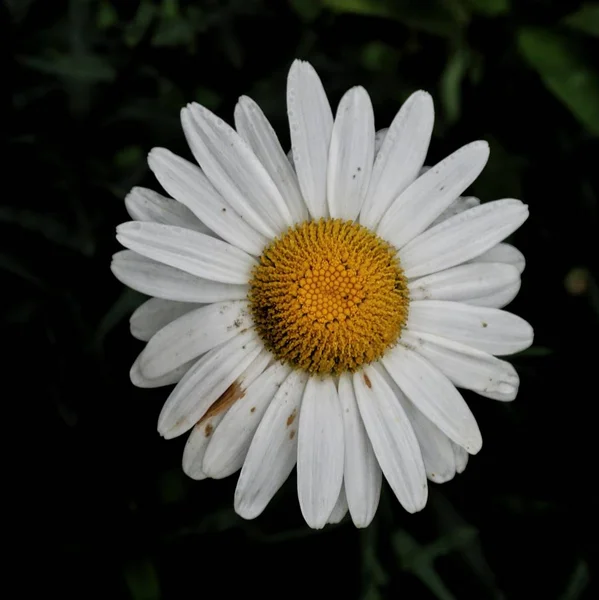 Romantiska Daisy Blomman — Stockfoto