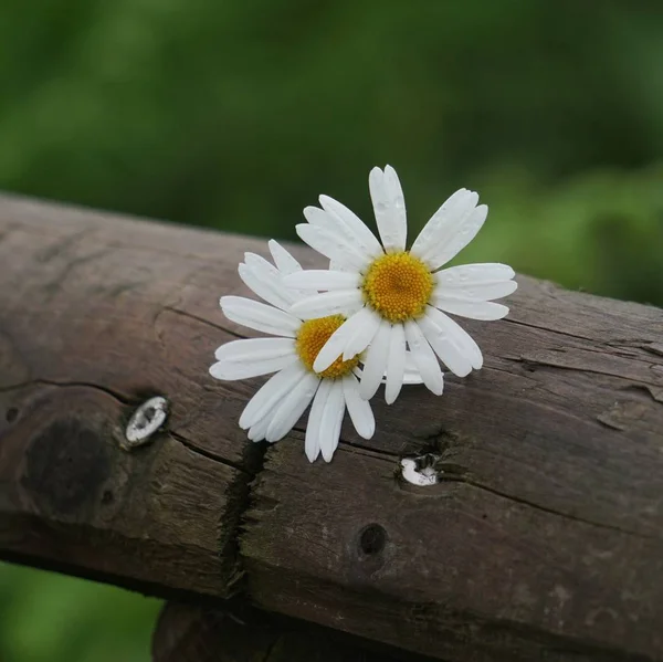 Das Romantische Gänseblümchen — Stockfoto