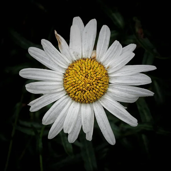 Romantico Fiore Margherita — Foto Stock