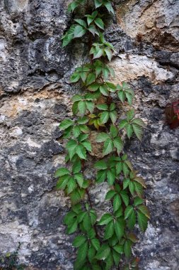 gri duvar doku deseninin