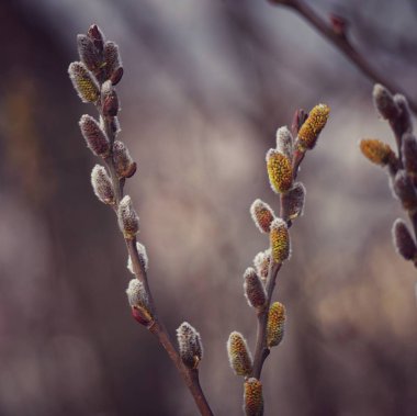                              Sonbahar ağaçların dalları