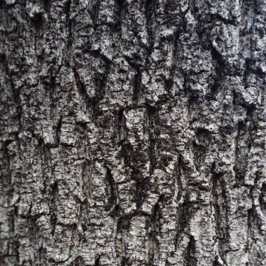                                ağaç gövde doku ve desen