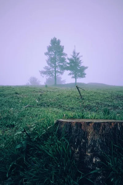 Árvores Paisagem Montanha — Fotografia de Stock