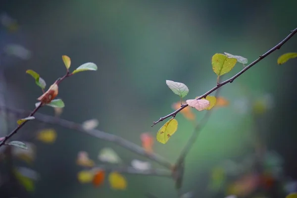 Branches Trees Autumn — Stock Photo, Image