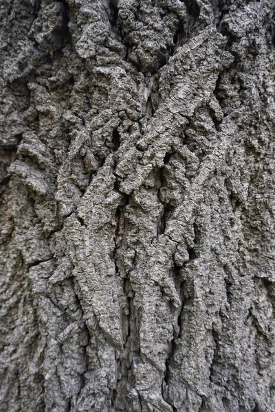 Текстура Візерунок Стовбура Дерева — стокове фото