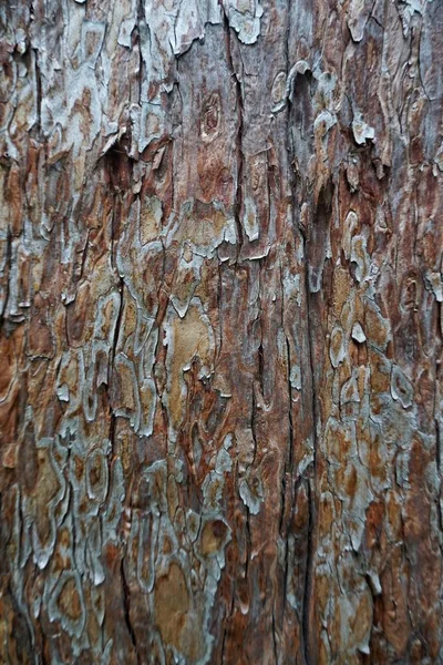 Текстура Візерунок Стовбура Дерева — стокове фото