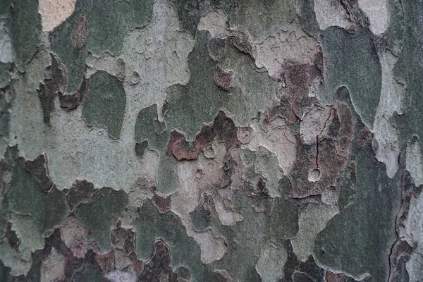 Tekstury Pniu Drzewa Wzór — Zdjęcie stockowe