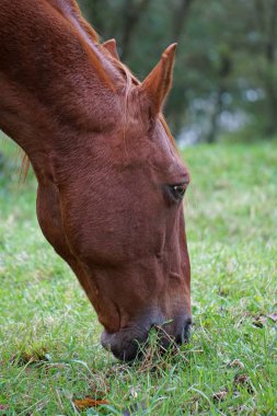                 kahverengi at portre               