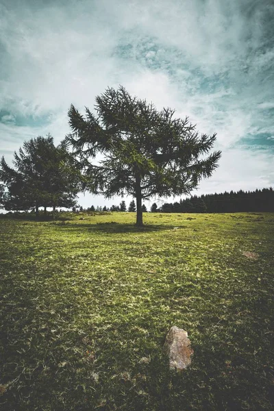 Les Arbres Dans Forêt — Photo