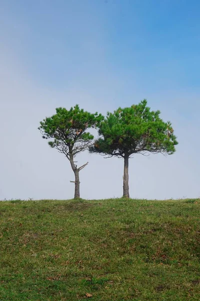 Árvores Floresta — Fotografia de Stock