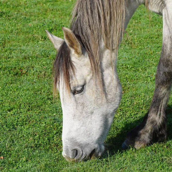 Retrato Cavalo Marrom — Fotografia de Stock