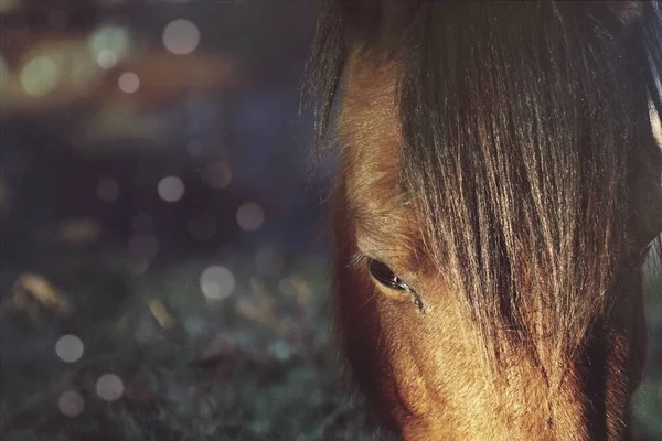 Brown Horse Portrait — Stock Photo, Image