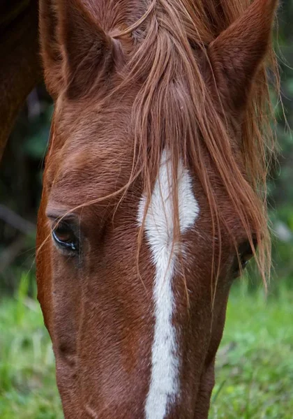 Retrato Cavalo Marrom — Fotografia de Stock