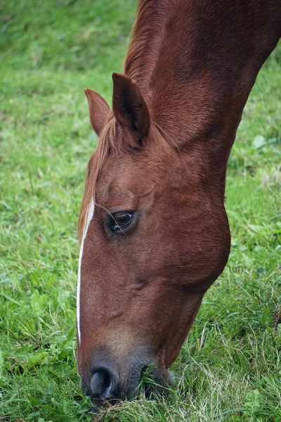 Retrato Cavalo Marrom — Fotografia de Stock