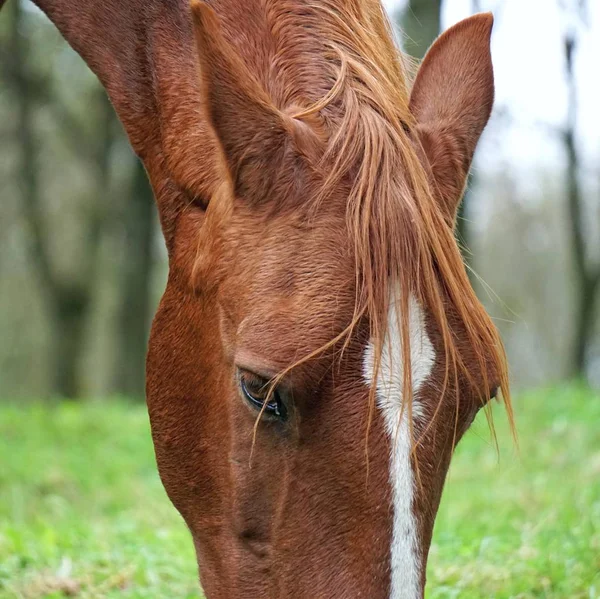 Retrato Cavalo Marrom — Fotografia de Stock