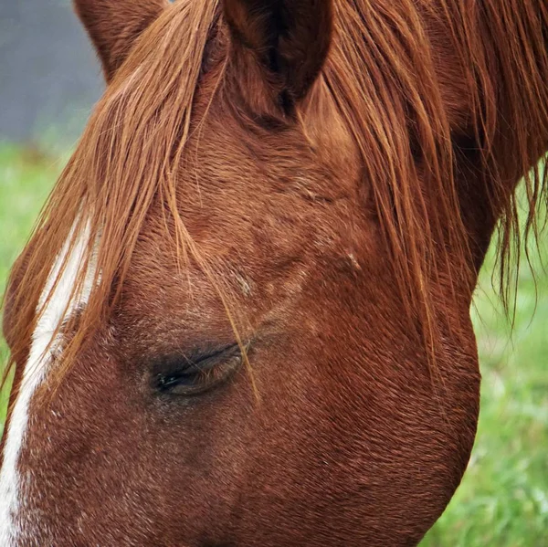 Retrato Cavalo Marrom — Fotografia de Stock