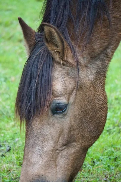 Retrato Cavalo Marrom — Fotografia de Stock