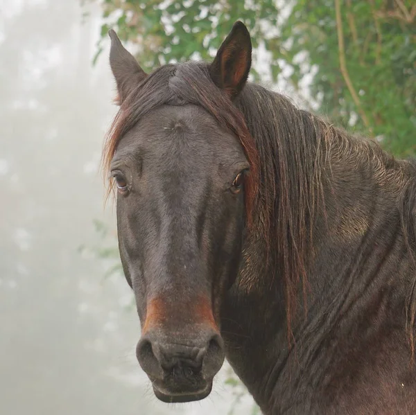 Retrato Cavalo Marrom — Fotografia de Stock