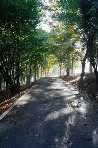 Estrada Com Árvores Verdes — Fotografia de Stock