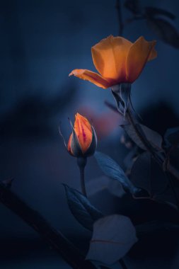 Bahçedeki sarı çiçek.