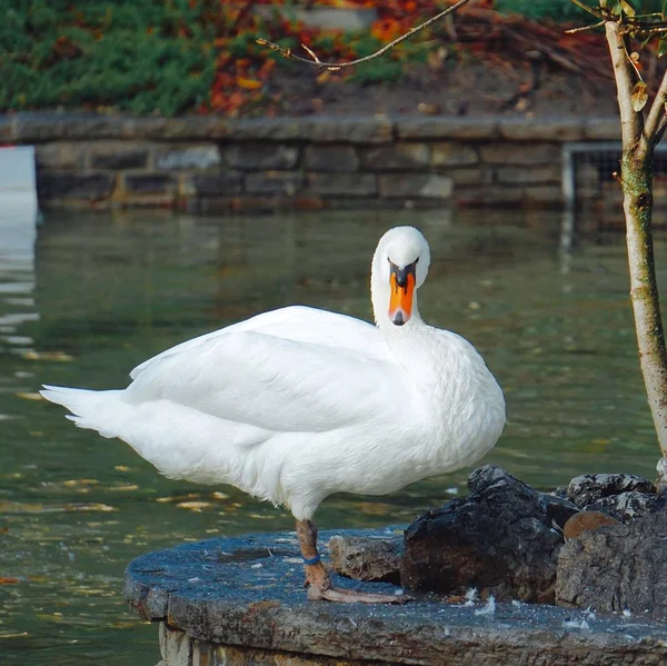 Cisne Lago Parque — Fotografia de Stock