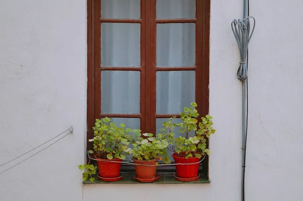 the flowers in the window