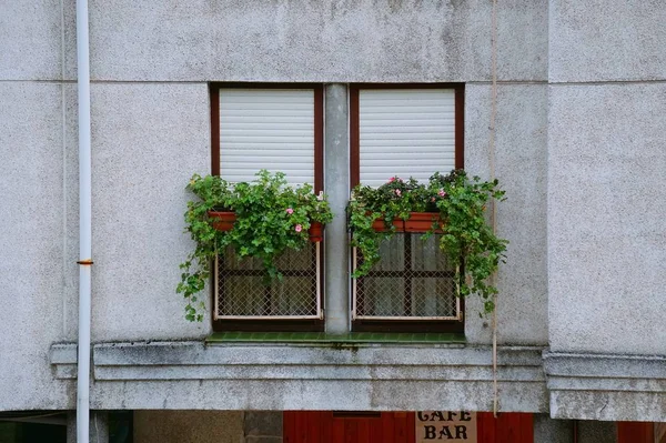 窓の花 — ストック写真