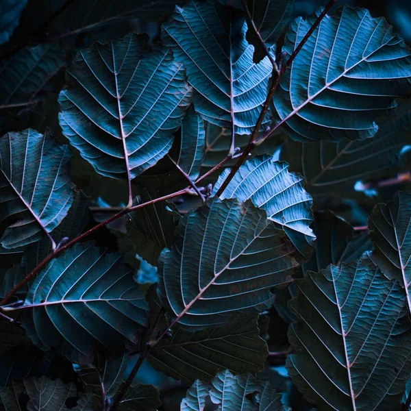 Μπλε Φύλλα Φυτών — Φωτογραφία Αρχείου