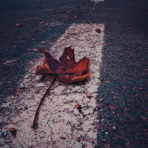 Beautiful Leaves Nature — Stock Photo, Image