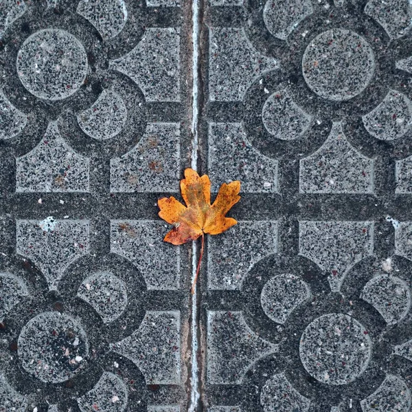 Les Belles Feuilles Dans Nature — Photo