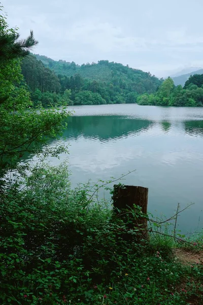 Les Arbres Dans Lac — Photo