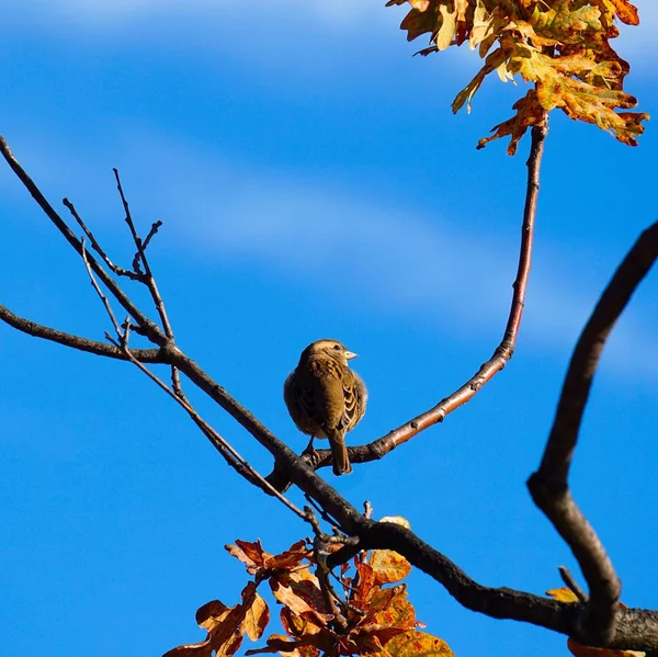 Birds Park — Stock Photo, Image