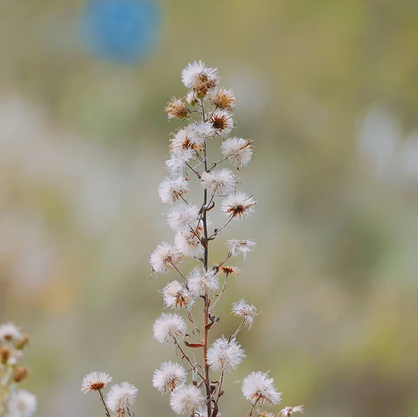 Anläggningen Naturen — Stockfoto