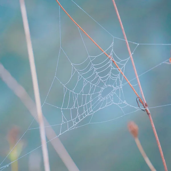 Rostliny Přírodě — Stock fotografie