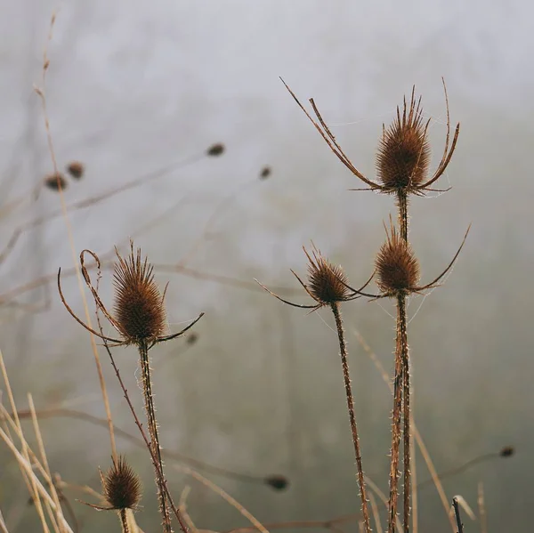 Die Pflanze Der Natur — Stockfoto