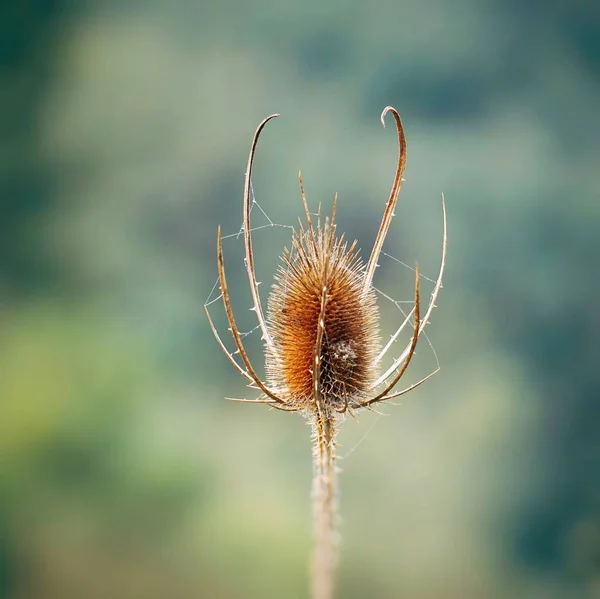 Plante Dans Nature — Photo