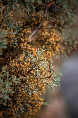                                renkli ağaç dalları