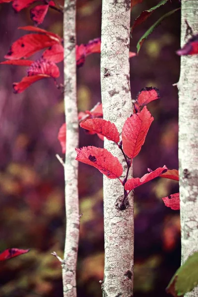 Ramurile Colorate Ale Copacilor — Fotografie, imagine de stoc