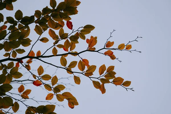 Renkli Ağaç Dalları — Stok fotoğraf