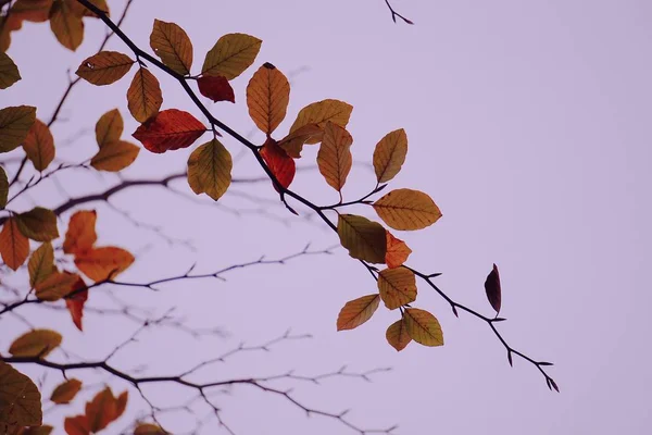 Las Ramas Coloridas Del Árbol — Foto de Stock