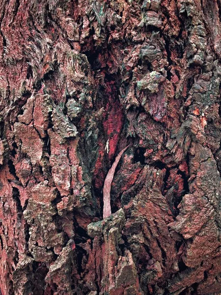 Візерунок Дерев Яної Текстури — стокове фото