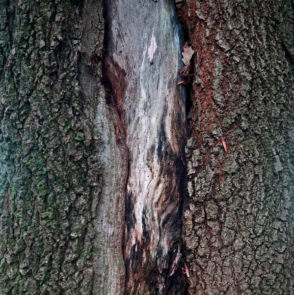 Візерунок Дерев Яної Текстури — стокове фото
