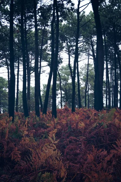 Los Árboles Bosque —  Fotos de Stock