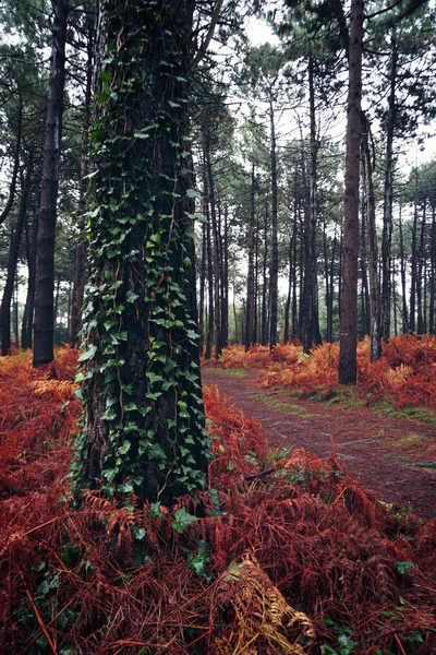 Los Árboles Bosque —  Fotos de Stock