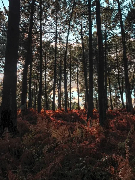 Árvores Floresta — Fotografia de Stock